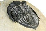 Fossil Zlichovaspis Trilobite - Atchana, Morocco #382824-5